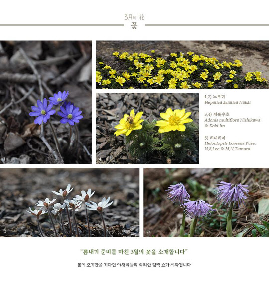 경북 봉화군에 위치한 국립백두대간수목원에서 개화하는 3월의 꽃으로, 노루귀를 비롯해 세복수초, 처녀치마 등이 있다.  국립백두대간수목원 제공